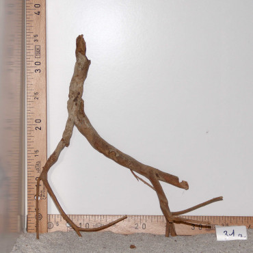 Talawa Wood - Sélection à 6€