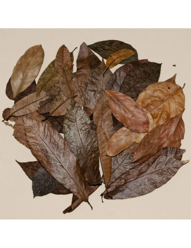 Cayway 4 Pack Modèle Paysage Feuilles, 4 Couleurs Modèles Simulation