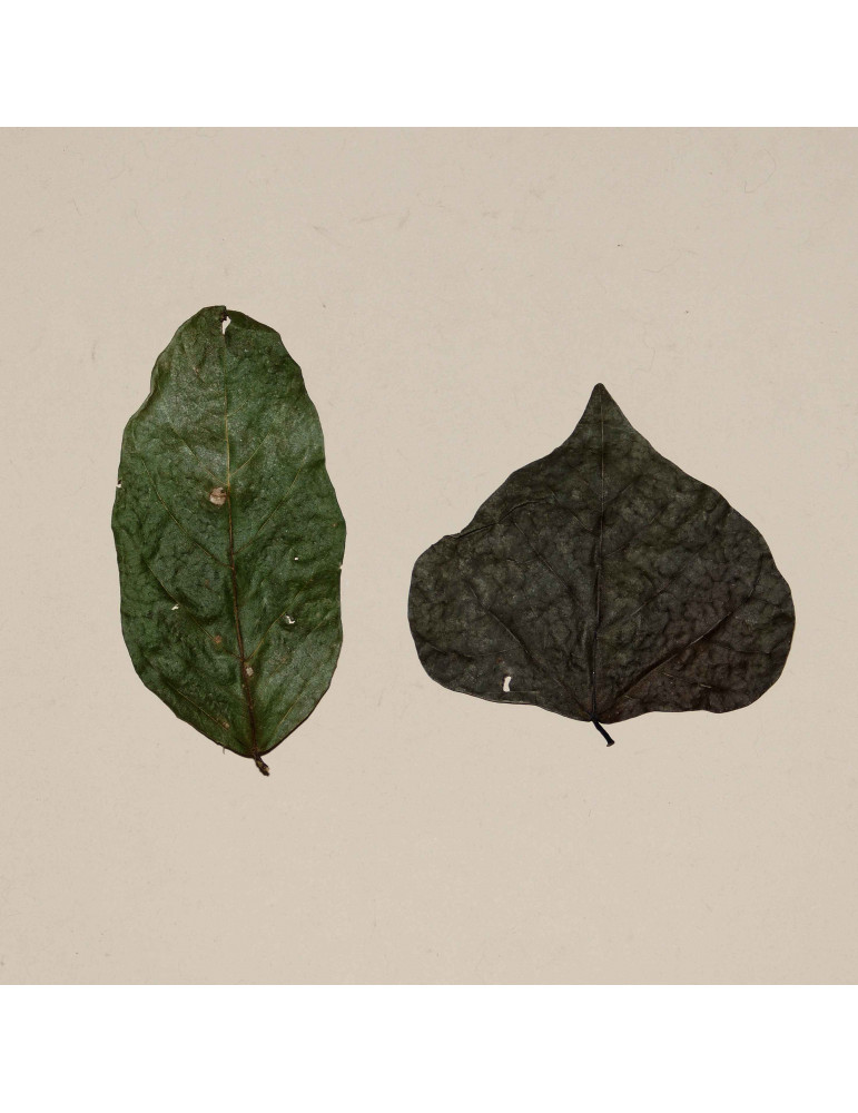 Feuilles de Dadap