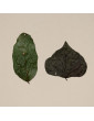 Feuilles de Dadap