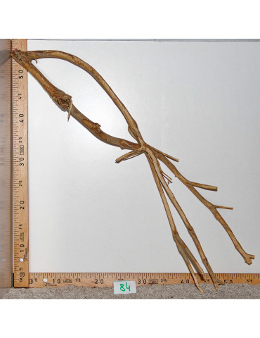 Racine de Talawa Wood - 84