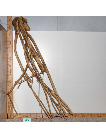 Racine de Talawa Wood - 85