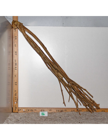 Racine de Talawa Wood - 86