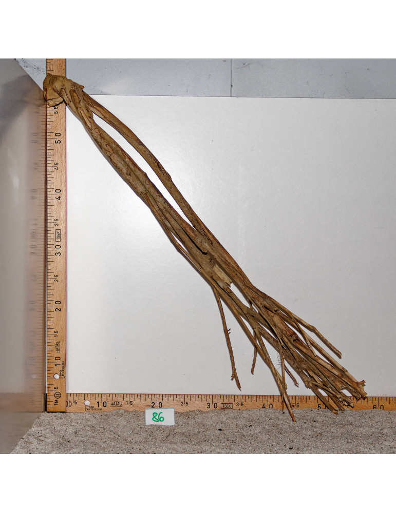 Racine de Talawa Wood - 86