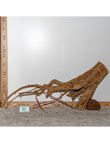 Racine de Talawa Wood - 87