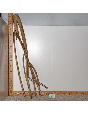 Racine de Talawa Wood - 100