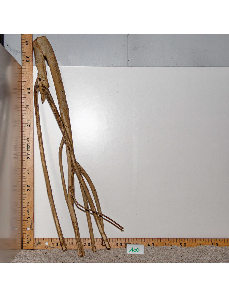 Racine de Talawa Wood - 100