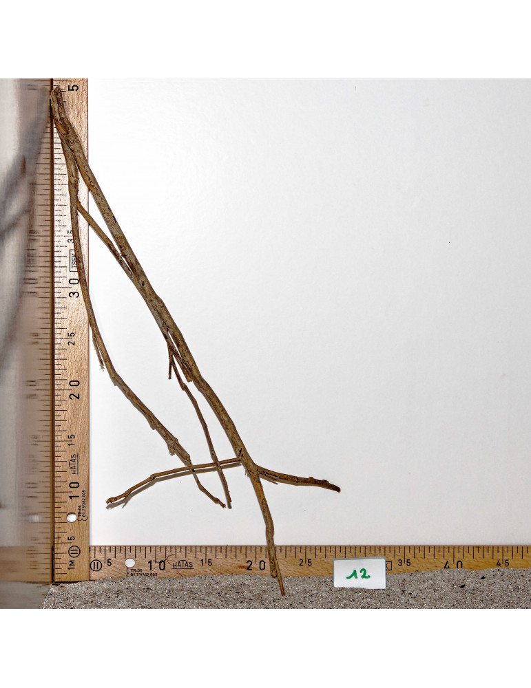 Talawa Wood - Sélection à 6€