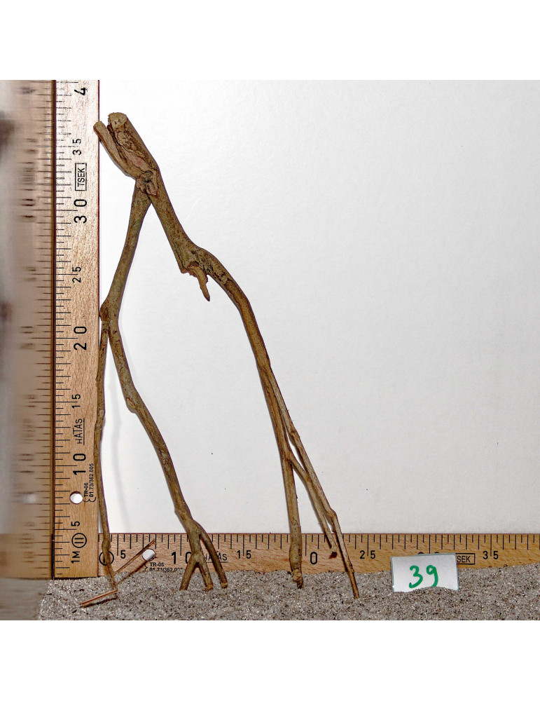 Talawa Wood - Sélection à 6€