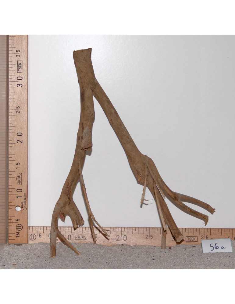 Talawa Wood - Sélection à 11€