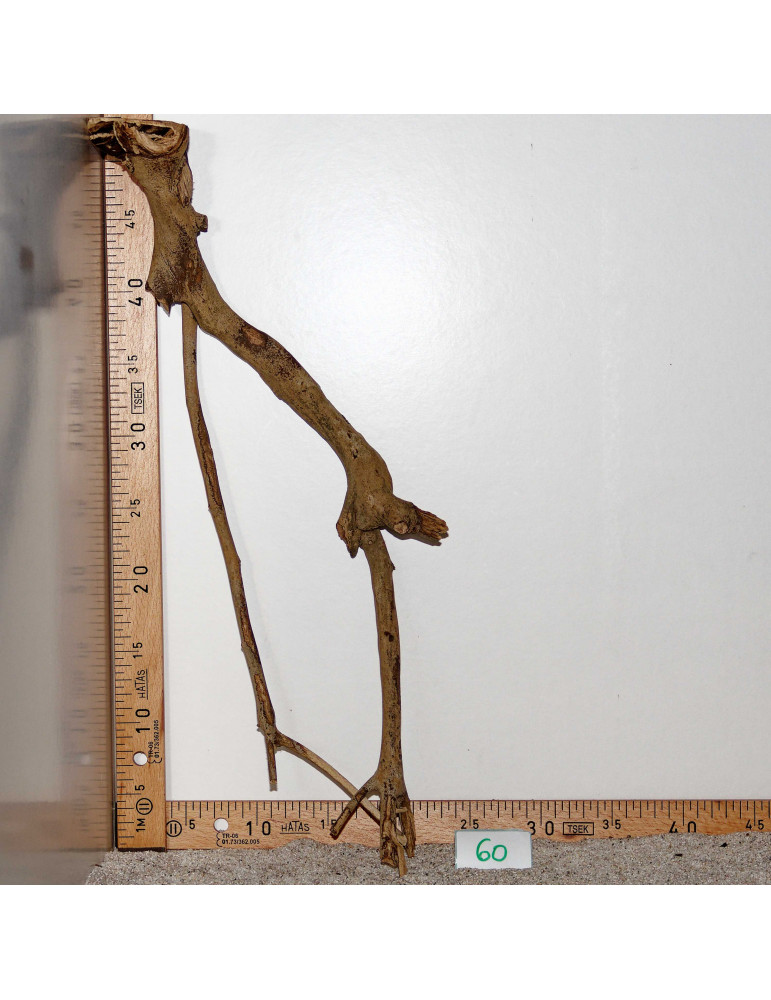 Talawa Wood - Sélection à 11€