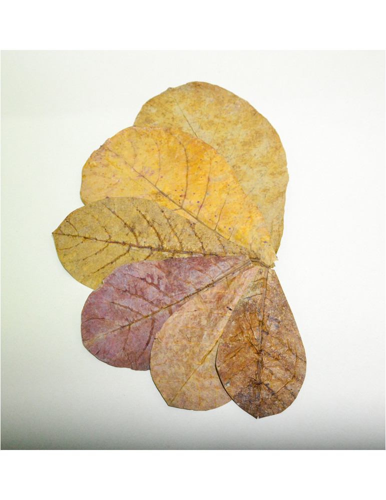 1kg Catappa vrac