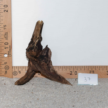 Racine de BlackSlim Wood...