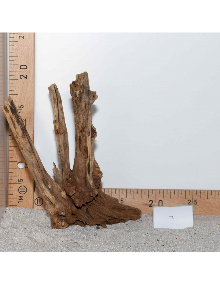 Racine de BlackSlim Wood medium - 7
