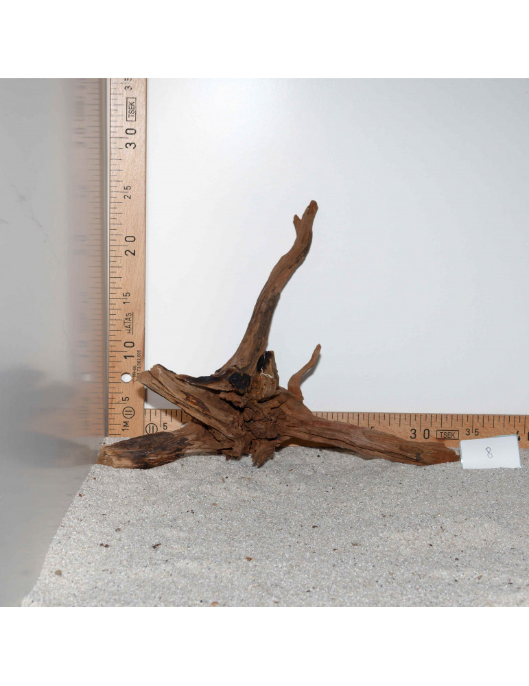 Racine de BlackSlim Wood medium - 8