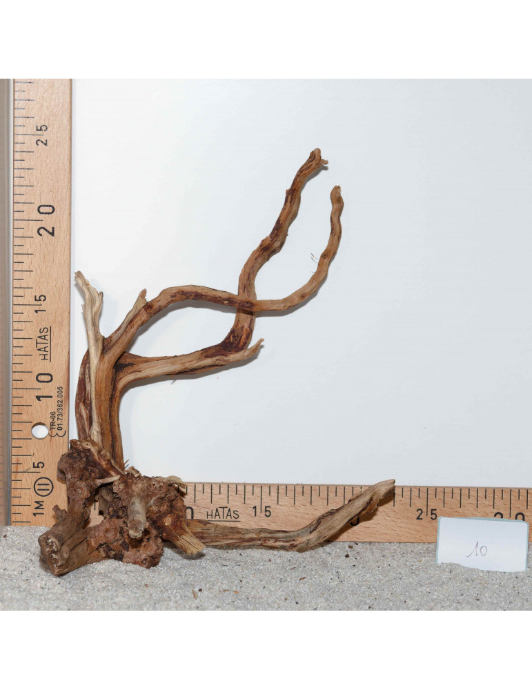 Racine de BlackSlim Wood medium - 10