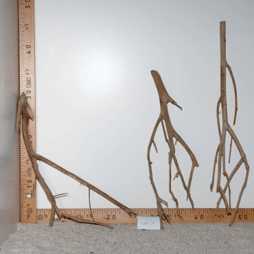 Racine de Talawa Wood - Lot 1