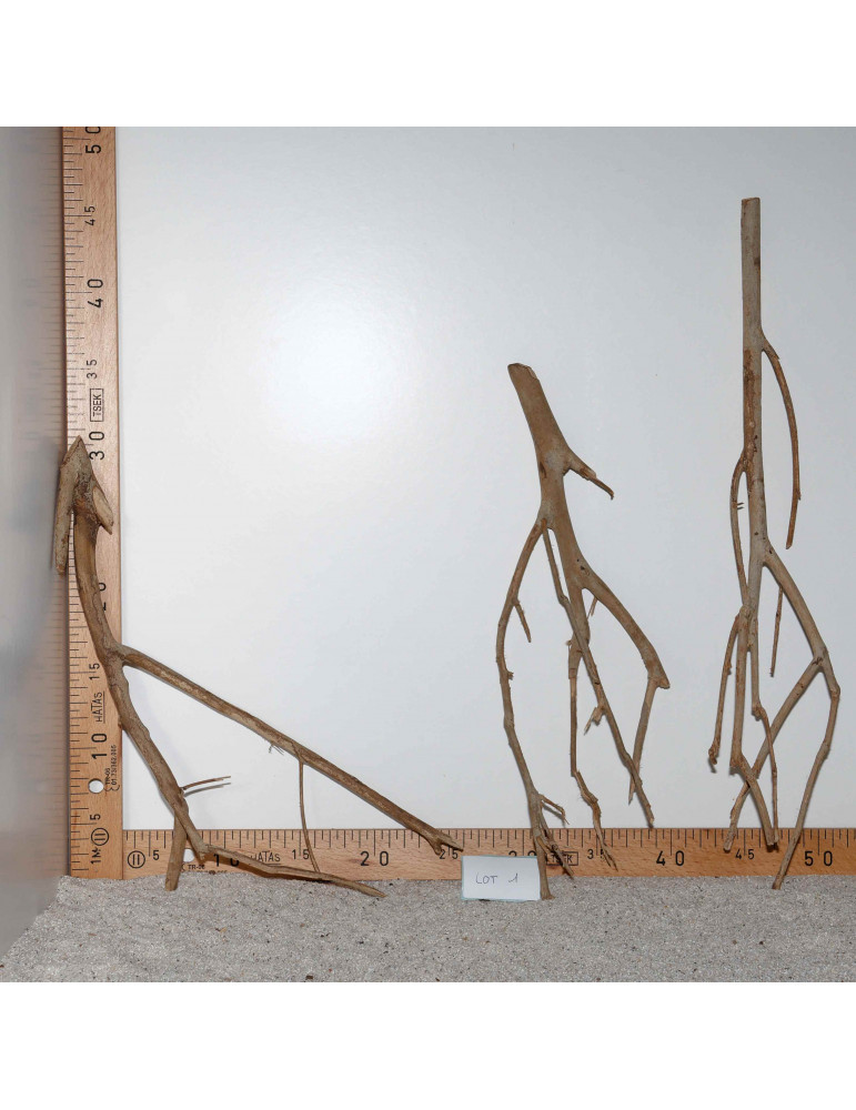 Racine de Talawa Wood - Lot 1