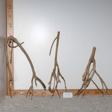 Racine de Talawa Wood - Lot 2