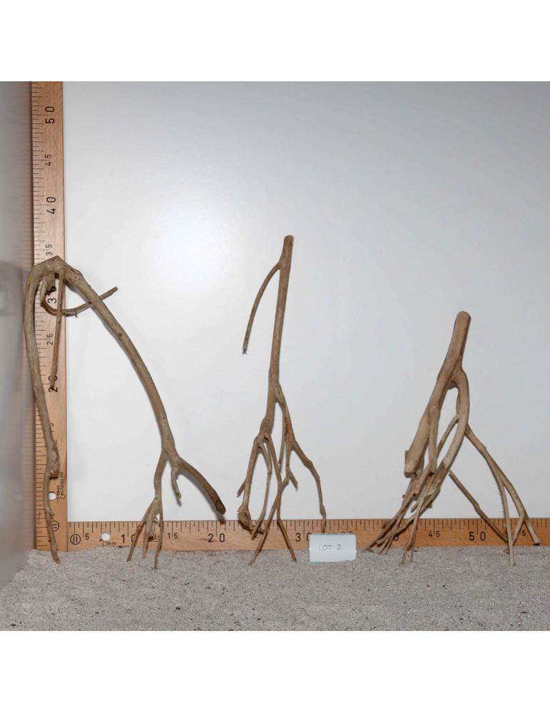 Racine de Talawa Wood - Lot 2
