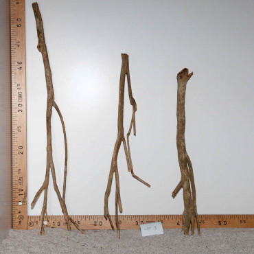 Racine de Talawa Wood - Lot 3