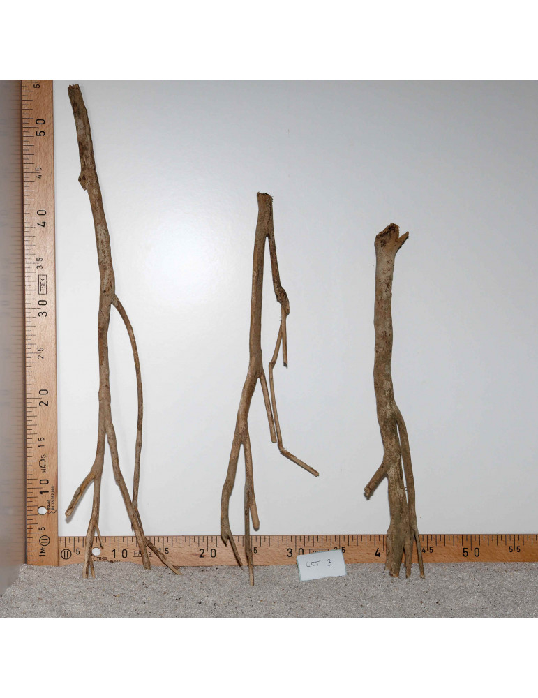 Racine de Talawa Wood - Lot 3