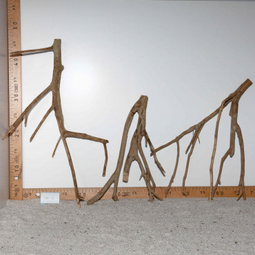Racine de Talawa Wood - Lot 4