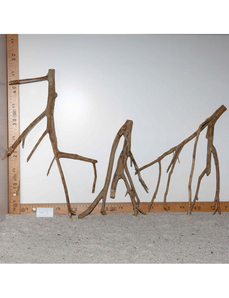 Racine de Talawa Wood - Lot 4