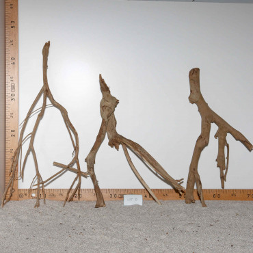 Racine de Talawa Wood - Lot 5