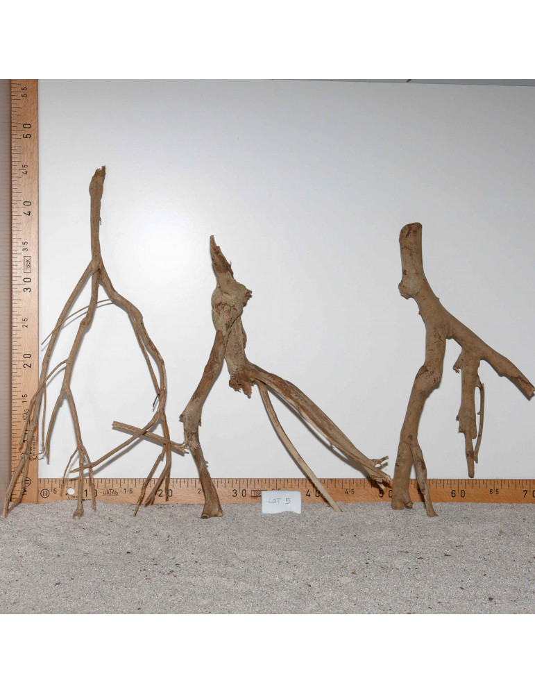 Racine de Talawa Wood - Lot 5