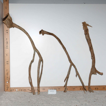Racine de Talawa Wood - Lot 6