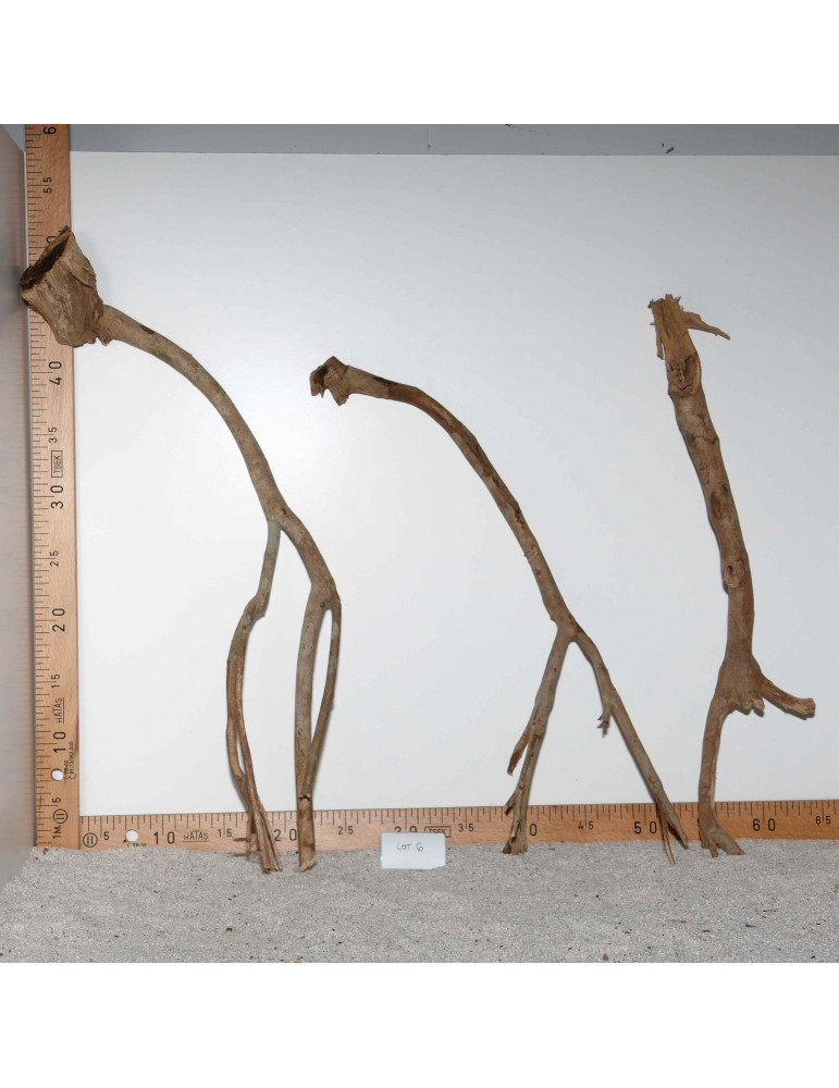 Racine de Talawa Wood - Lot 6