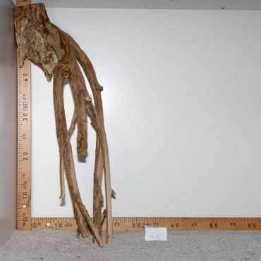 Racine de Talawa Wood - 2c