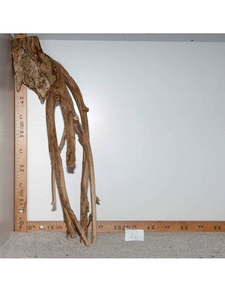 Racine de Talawa Wood - 2c