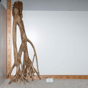 Racine de Talawa Wood - 5c