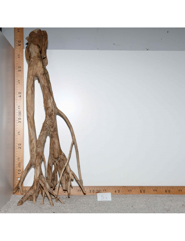Racine de Talawa Wood - 5c