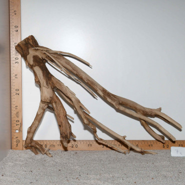 Racine de Talawa Wood - 7c