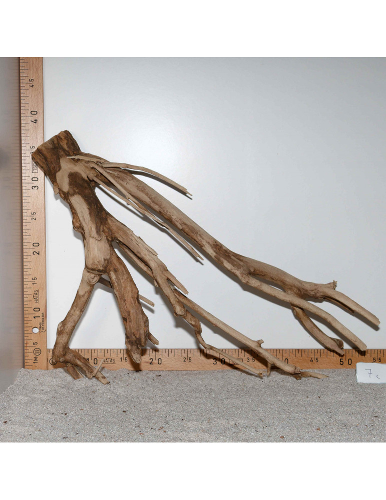 Racine de Talawa Wood - 7c