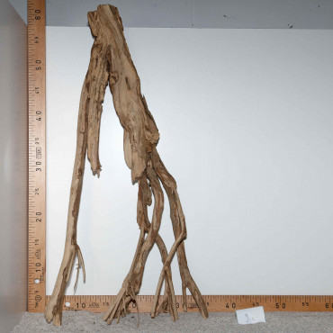 Racine de Talawa Wood - 9c