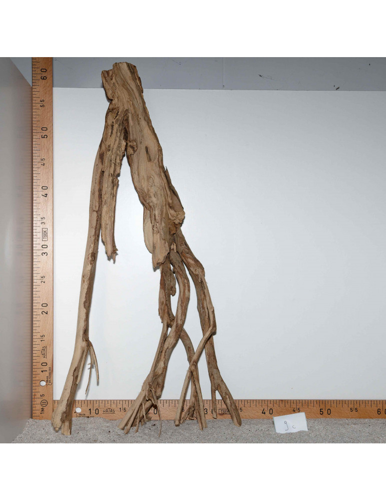 Racine de Talawa Wood - 9c