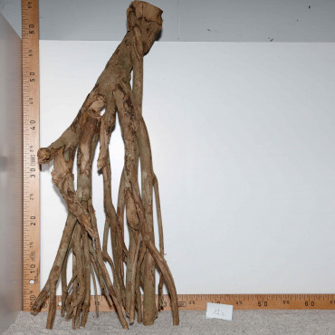 Racine de Talawa Wood - 12c