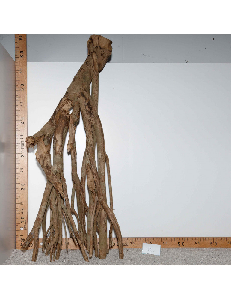 Racine de Talawa Wood - 12c