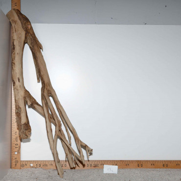 Racine de Talawa Wood - 13c
