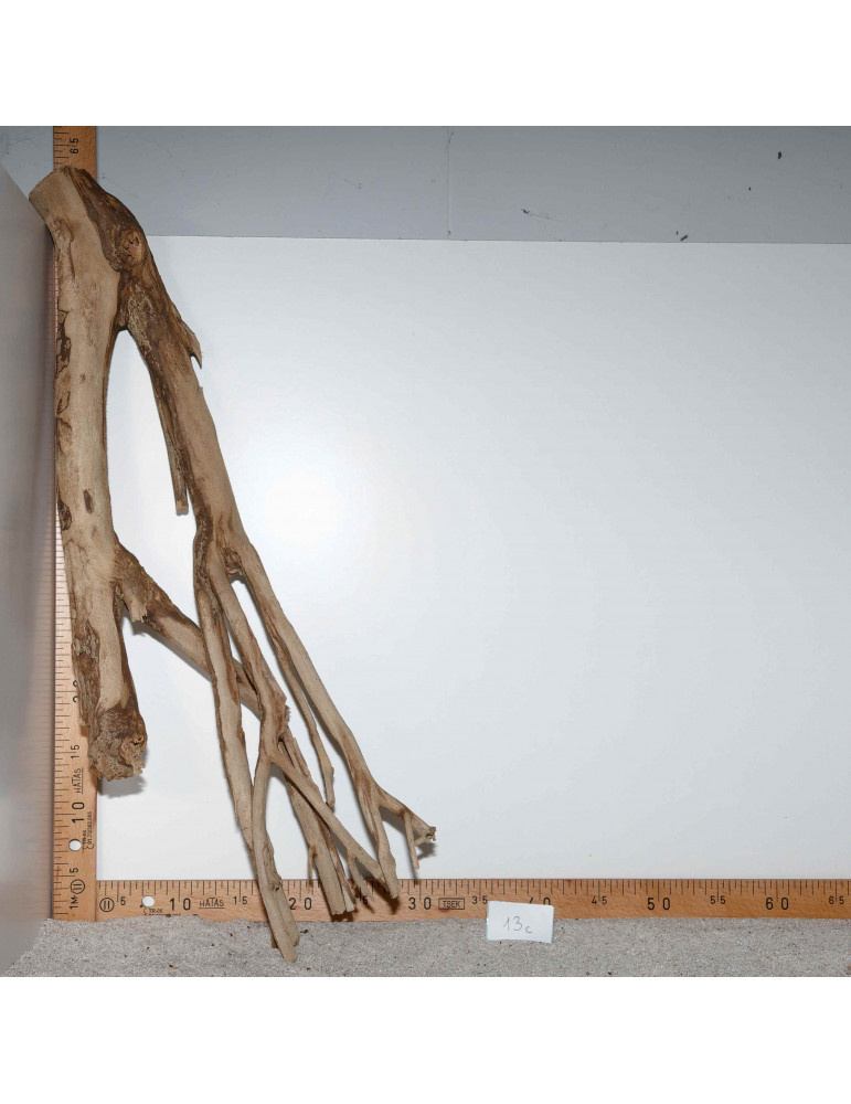 Racine de Talawa Wood - 13c
