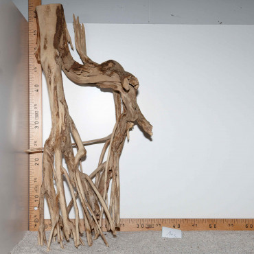 Racine de Talawa Wood - 14c