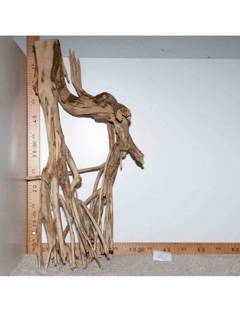 Racine de Talawa Wood - 14c