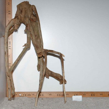 Racine de Talawa Wood - 15c