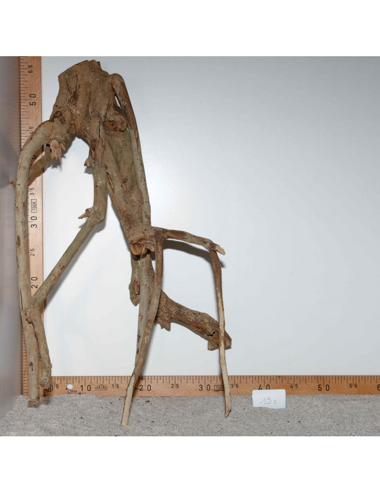 Racine de Talawa Wood - 15c