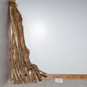 Racine de Talawa Wood - 16c