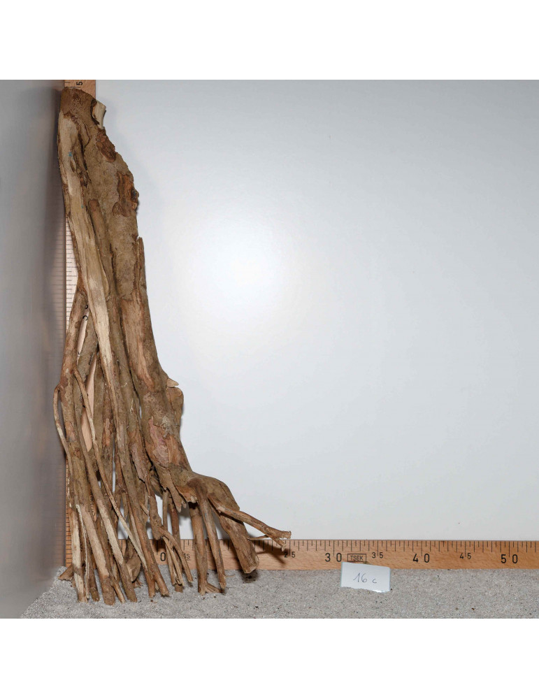 Racine de Talawa Wood - 16c